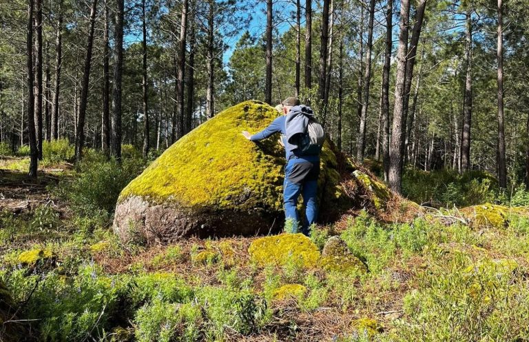 Persona escalando una roca cubierta de musgo en un bosque.