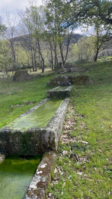 Canal de piedra cubierto de musgo en un paisaje verde con árboles.